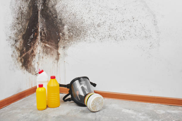 Best Mold Testing  in Pittsburg, KS