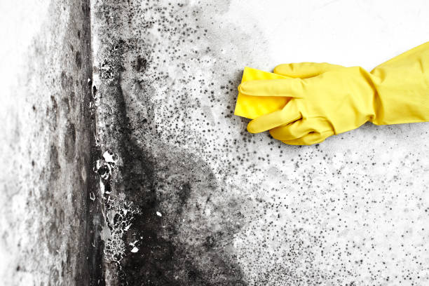 Best Mold Testing  in Pittsburg, KS
