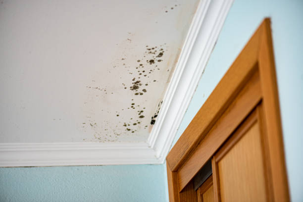 Best Mold Cleaning Services  in Pittsburg, KS