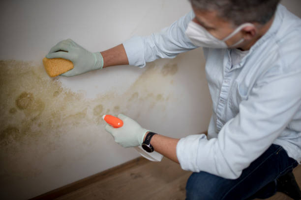 Best Emergency Mold Removal  in Pittsburg, KS