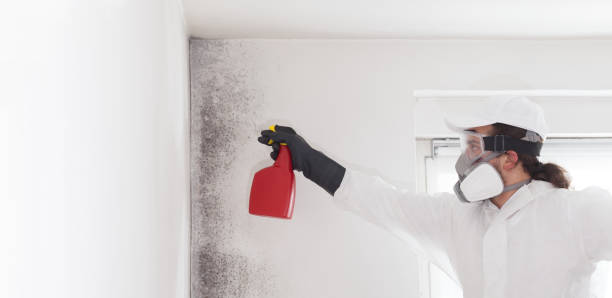 Best Mold Damage Repair  in Pittsburg, KS