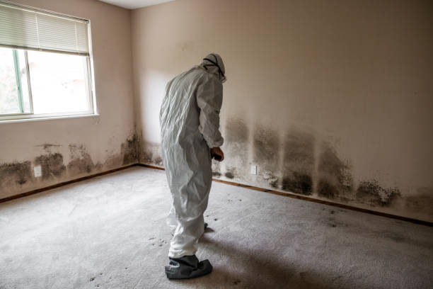 Best Commercial Mold Removal  in Pittsburg, KS