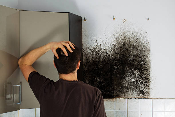 Professional Mold Removal in Pittsburg, KS