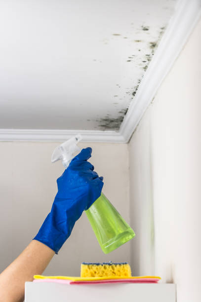 Best Same-Day Mold Removal  in Pittsburg, KS